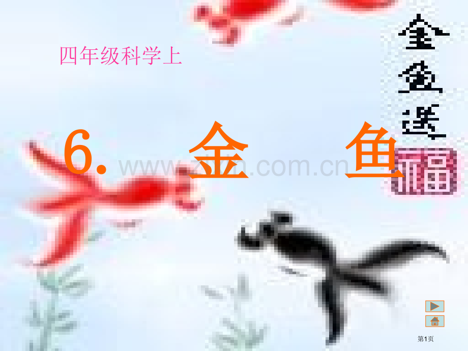 湘教版小学科学四年级上册水族的公民省公共课一等奖全国赛课获奖课件.pptx_第1页