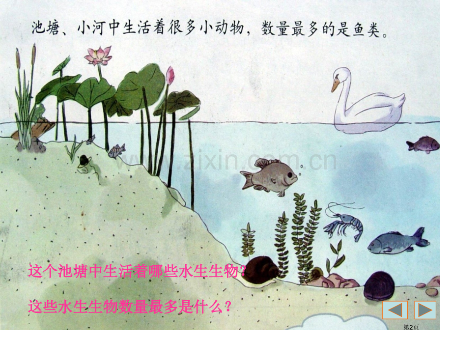 湘教版小学科学四年级上册水族的公民省公共课一等奖全国赛课获奖课件.pptx_第2页