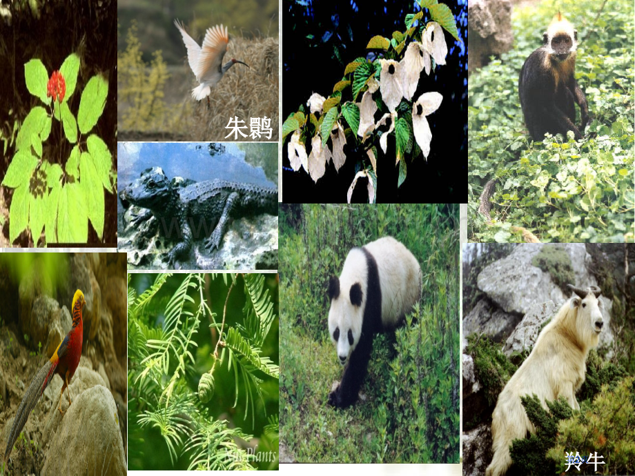 青岛版六年级科学珍稀动植物省公共课一等奖全国赛课获奖课件.pptx_第2页