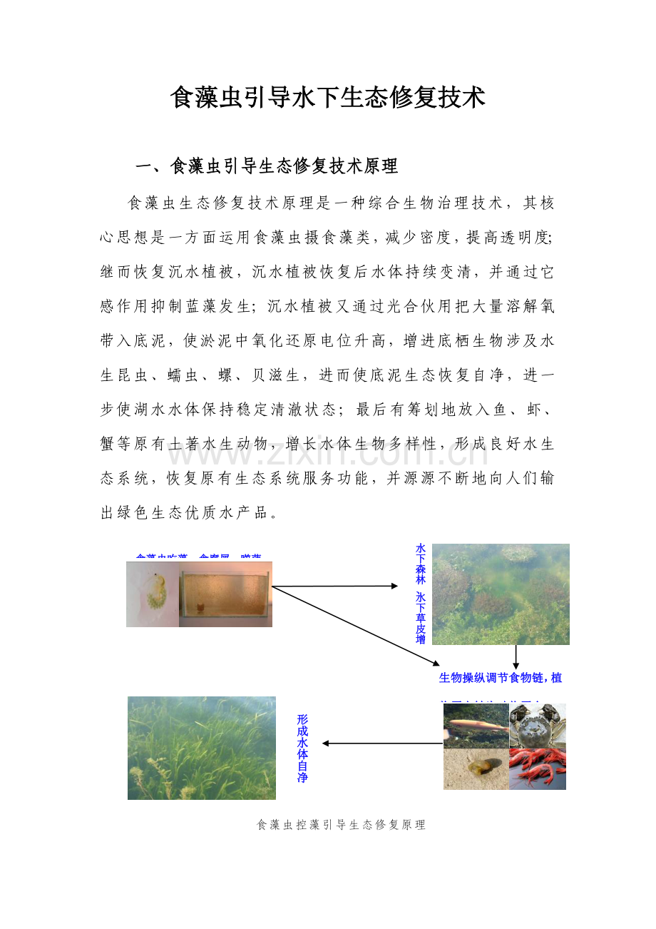 食藻虫引导的水下生态修复关键技术.doc_第1页