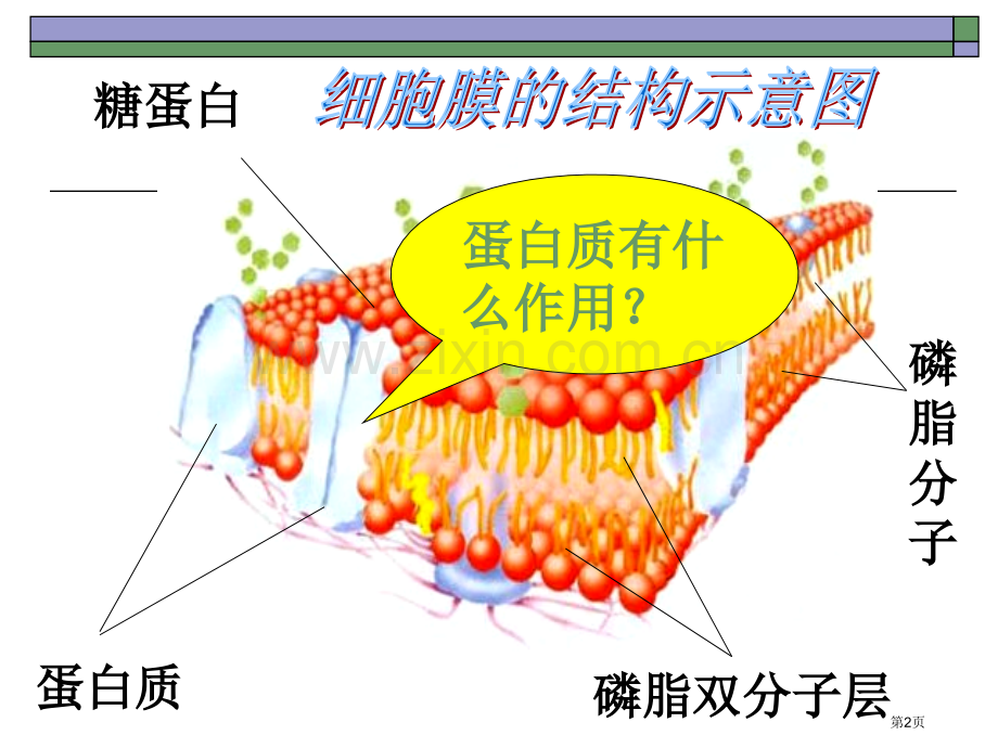高中生物物质跨膜运输的方式省公共课一等奖全国赛课获奖课件.pptx_第2页