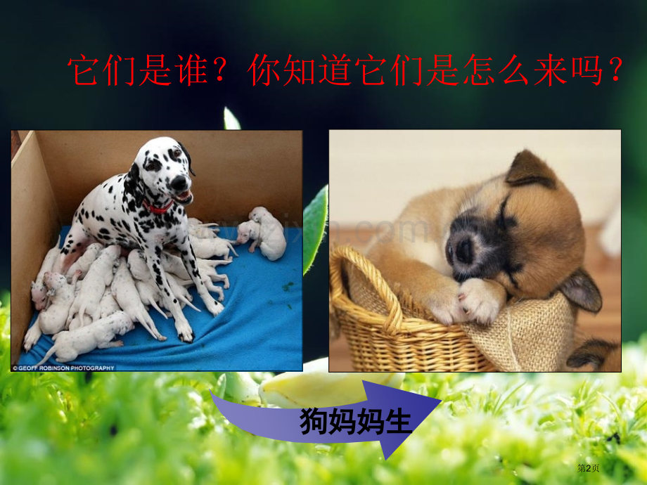 人教版科学五年级下册第二章第1课植物的生长变化ppt课件省公开课一等奖新名师优质课比赛一等奖课件.pptx_第2页