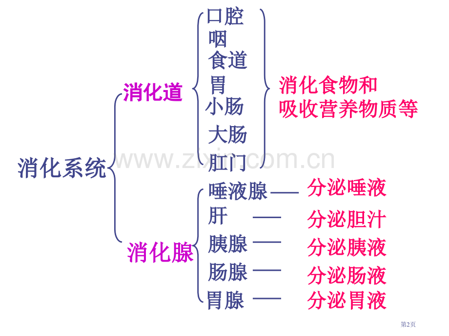 七年级生物人体的消化与吸收省公共课一等奖全国赛课获奖课件.pptx_第2页