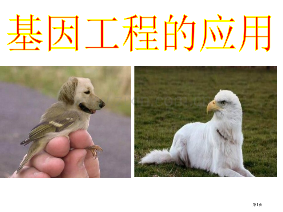 人教版选修3基因工程的应用共38张pptppt059省公共课一等奖全国赛课获奖课件.pptx_第1页
