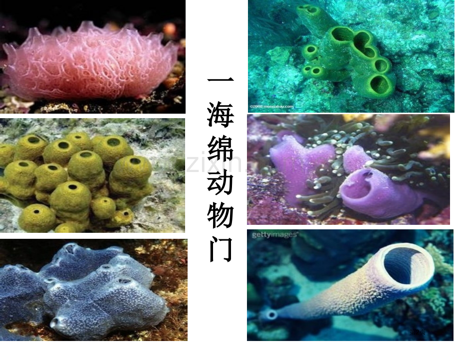 动物界生物省公共课一等奖全国赛课获奖课件.pptx_第2页