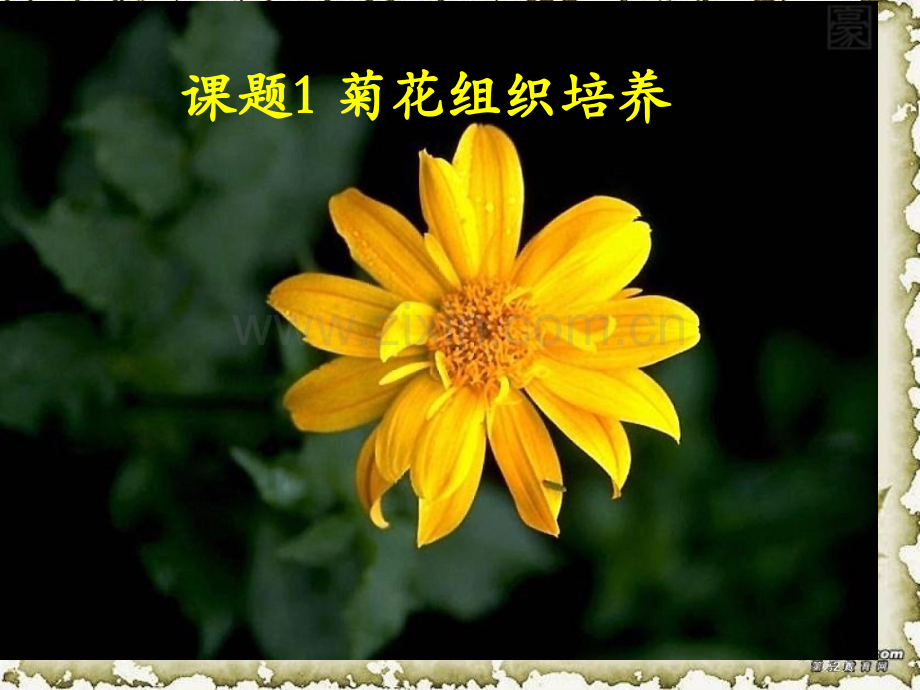 人教版教学31菊花的组织培养省公共课一等奖全国赛课获奖课件.pptx_第2页