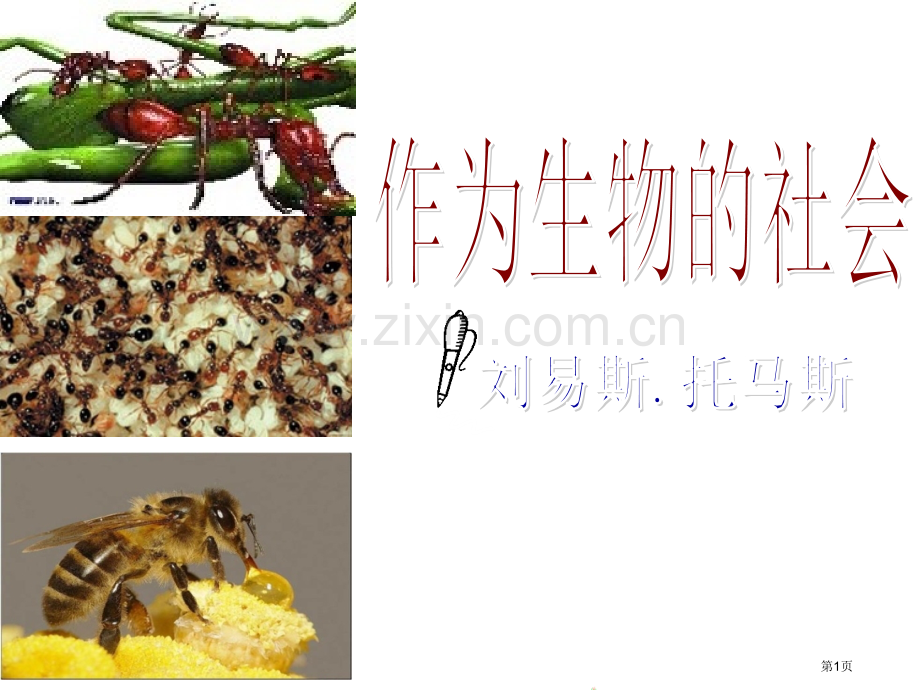 作为生物的社会优秀省公共课一等奖全国赛课获奖课件.pptx_第1页