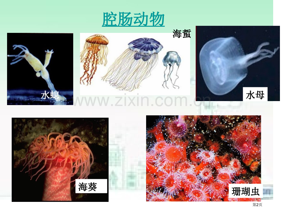 八上生物动物的主要类群复习省公共课一等奖全国赛课获奖课件.pptx_第2页