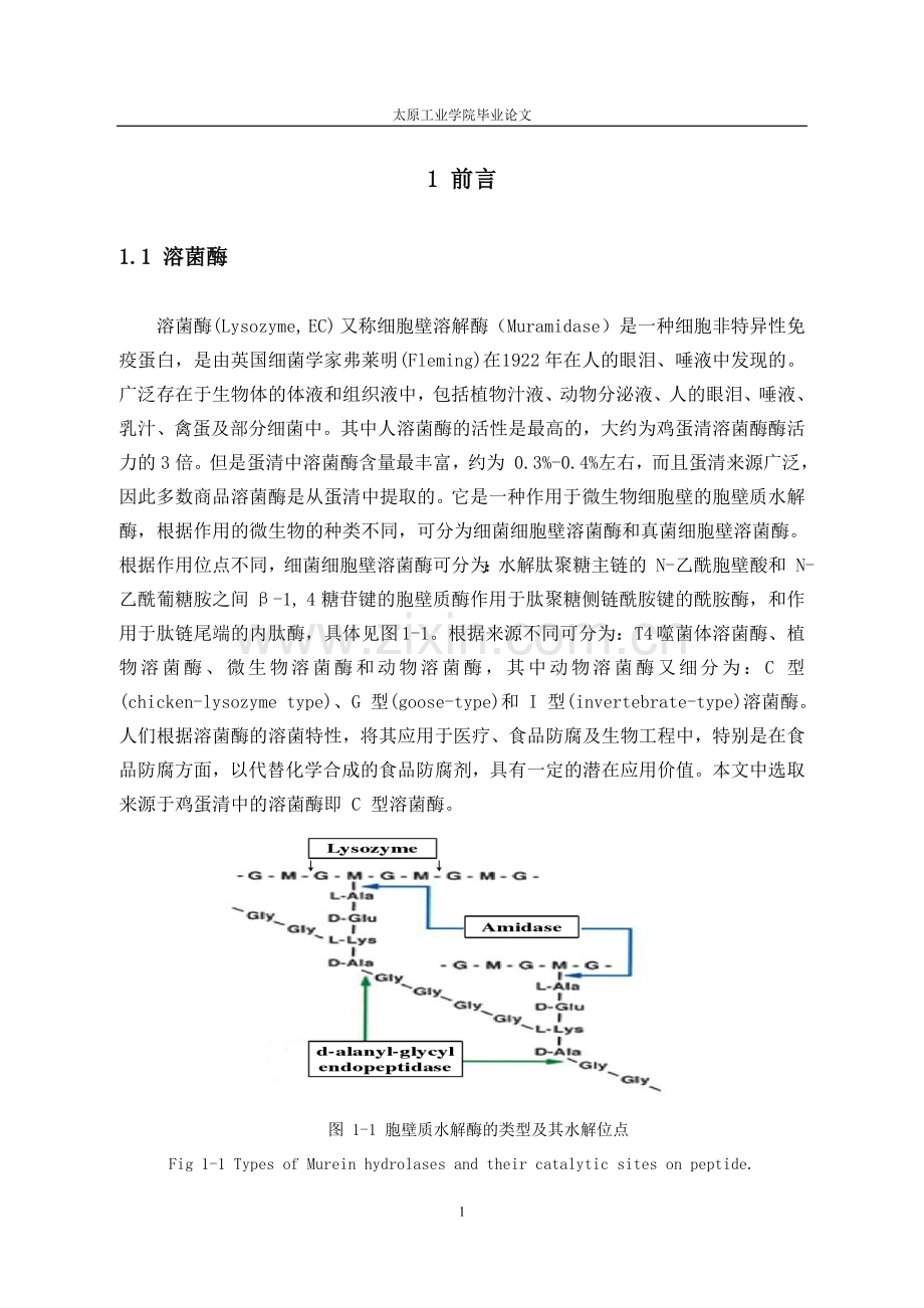 毕业论文-蛋清溶菌酶的研究.doc_第1页