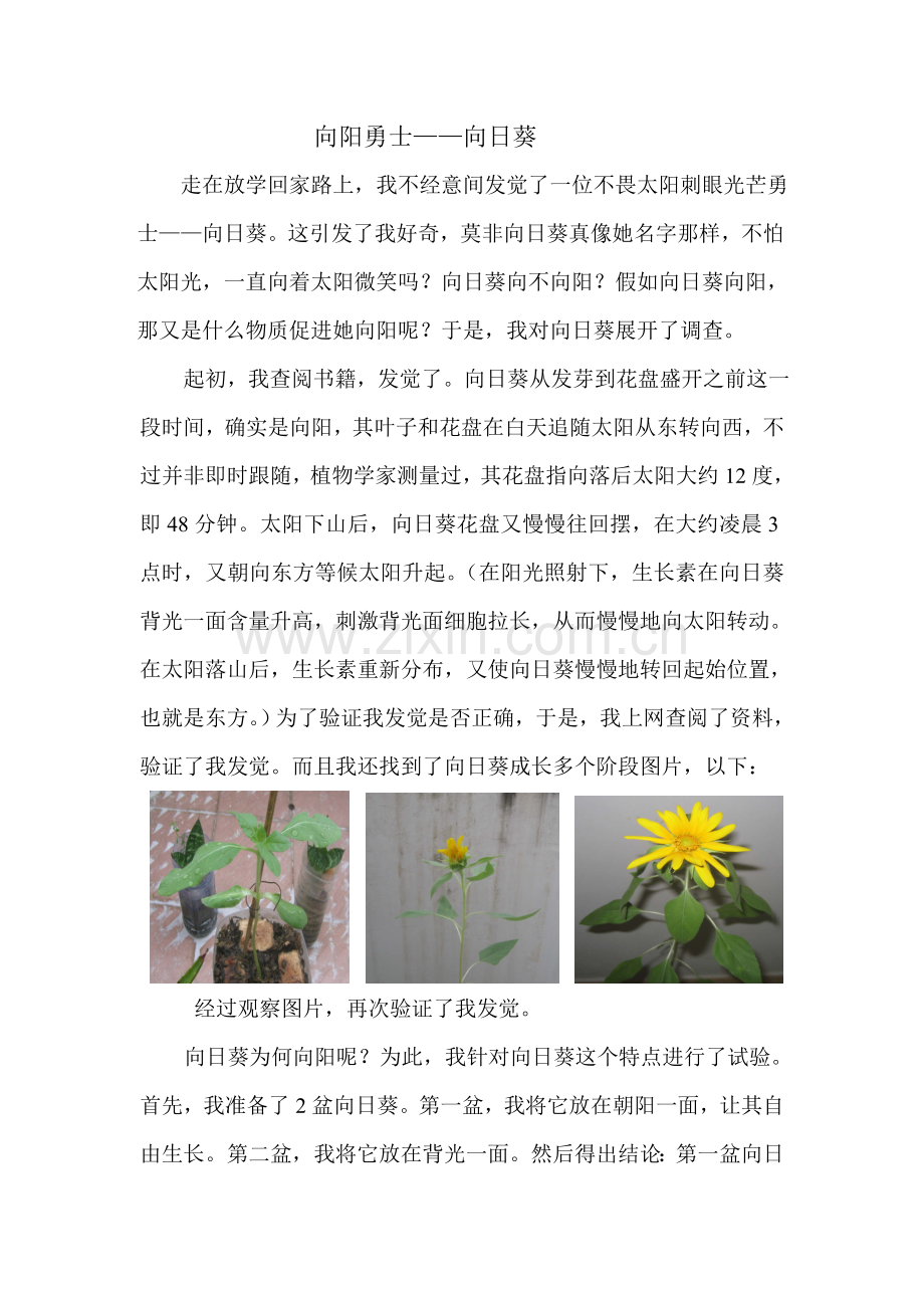 向日葵调查分析报告.doc_第1页