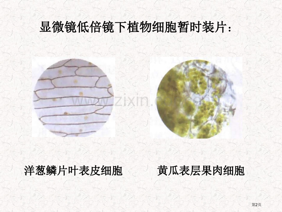 义务教育课程标准实验教材苏教版七年级上册市公开课一等奖百校联赛特等奖课件.pptx_第2页