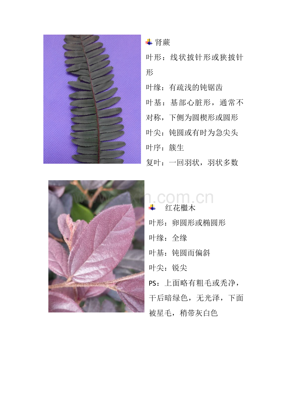 叶子形态特征调查分析报告.docx_第2页