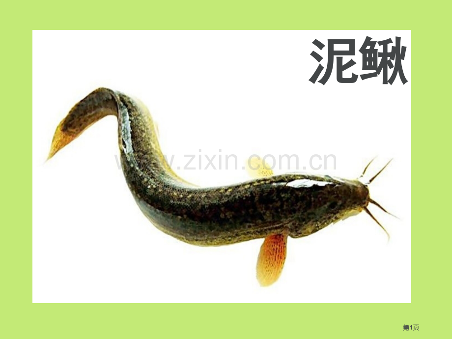 宝宝认识动物幼儿早教省公共课一等奖全国赛课获奖课件.pptx_第1页