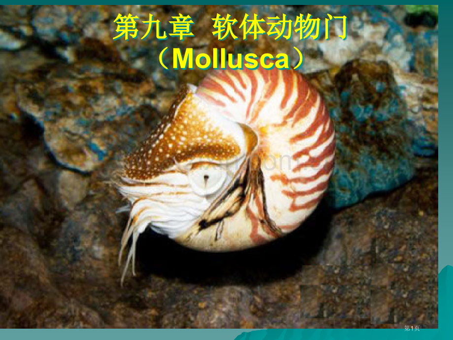 动物生物学软体动物门省公共课一等奖全国赛课获奖课件.pptx_第1页