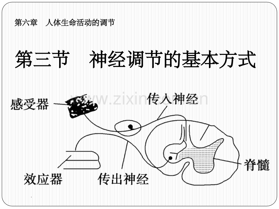七年级生物下册《神经调节的基本方式》.ppt_第1页