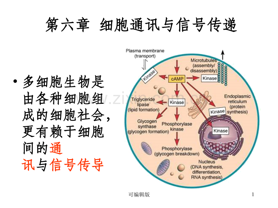 细胞通讯与信号传递.ppt_第1页