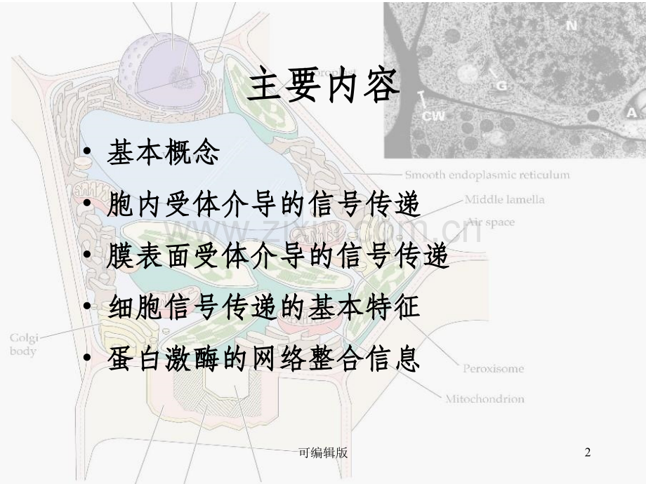 细胞通讯与信号传递.ppt_第2页
