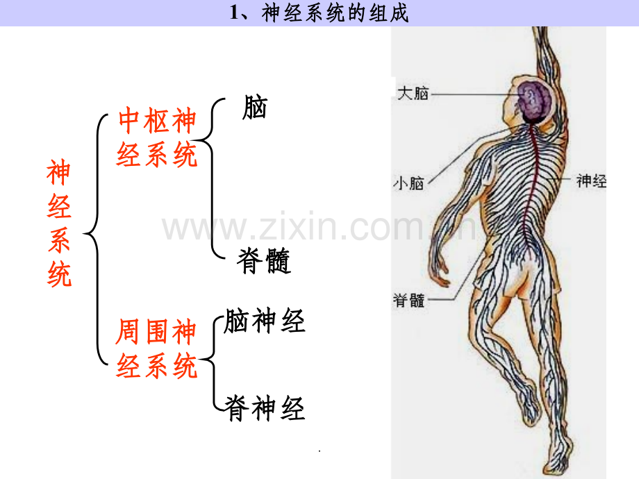 神经系统的调节.ppt_第2页