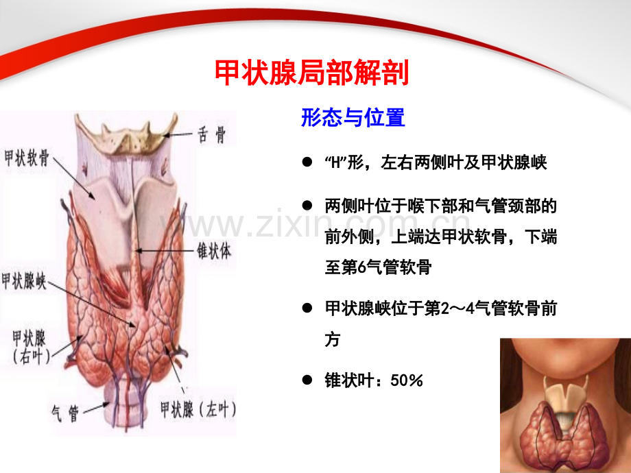 甲状腺部分切除术手术配合.ppt_第2页