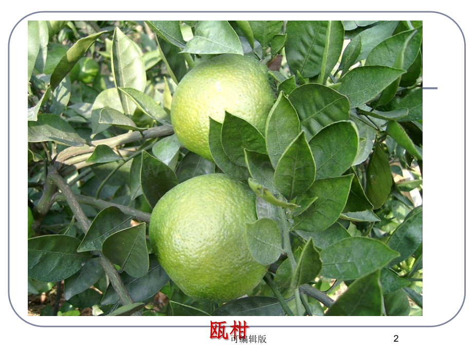 杂交育种与诱变育种(8).ppt_第2页