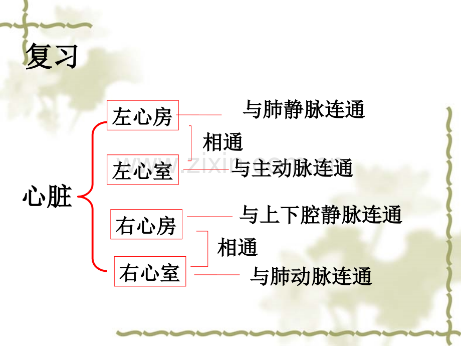 血液循环-课时.ppt_第2页
