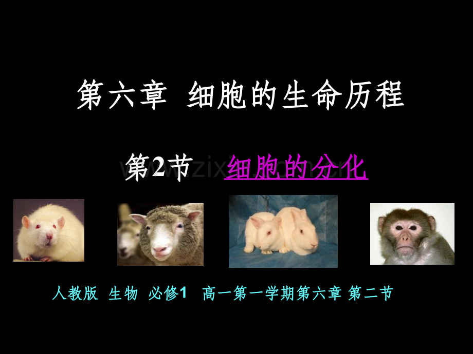 细胞的分化省优质课一等奖.ppt_第1页
