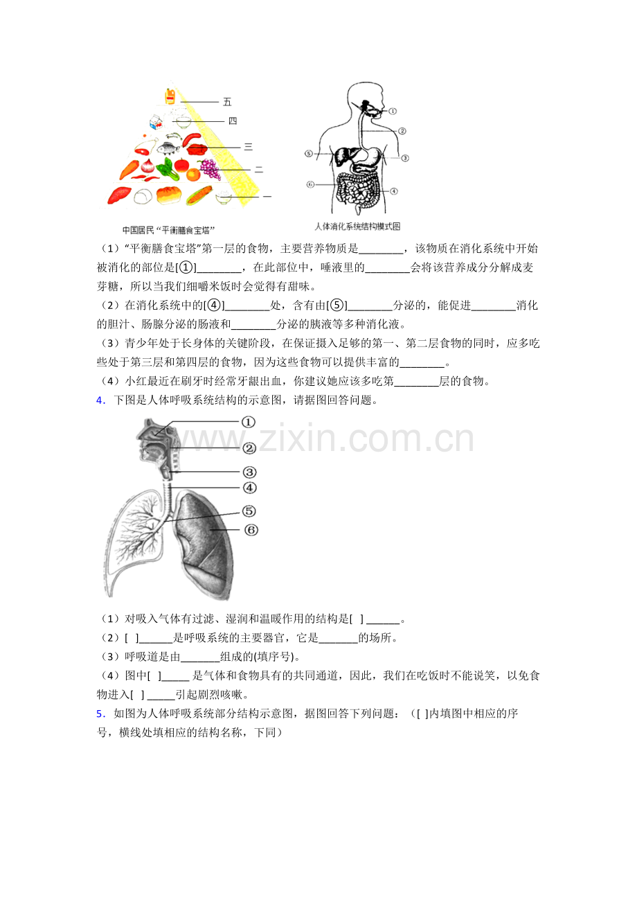 人教版初一下册生物期末解答实验探究大题考试试卷(及答案).doc_第2页