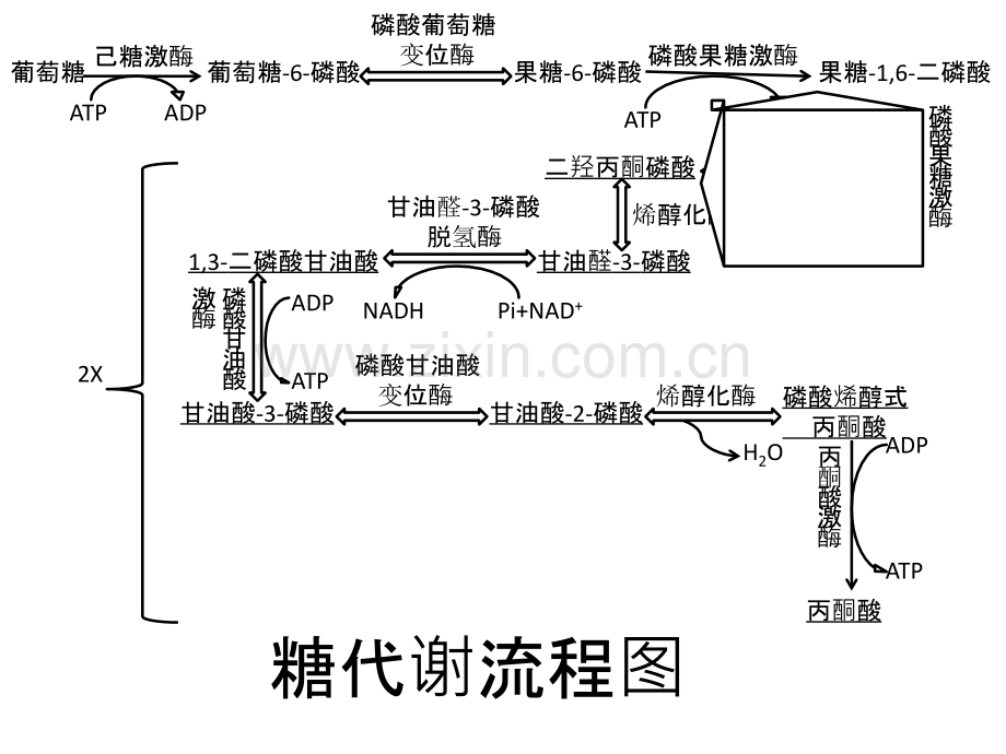 糖代谢途径.ppt_第2页