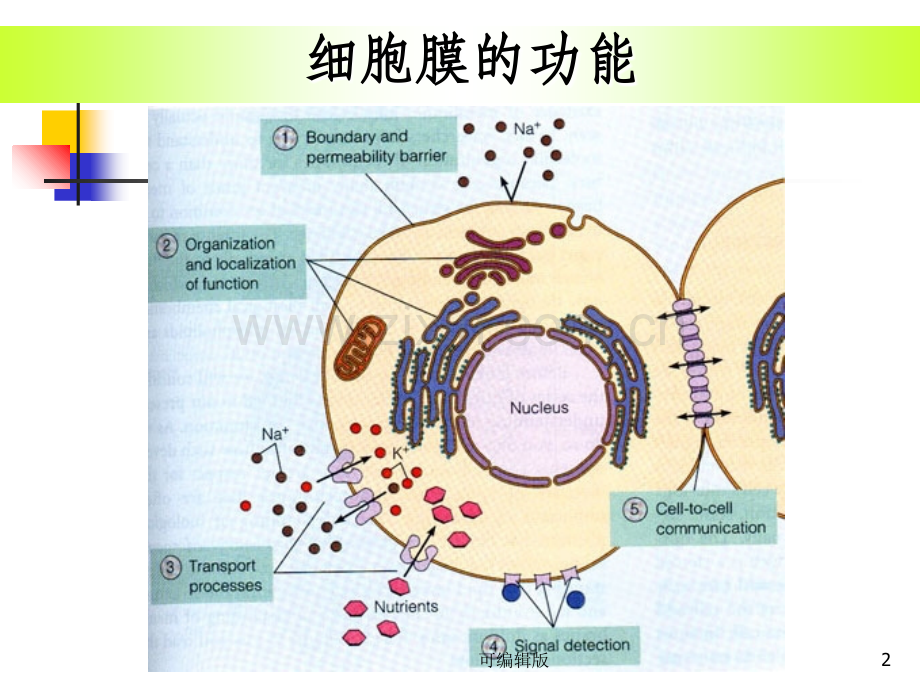 细胞表面受体与信号转导.ppt_第2页