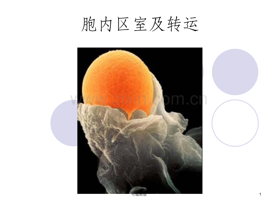 细胞质基质与细胞内膜系统.ppt_第1页