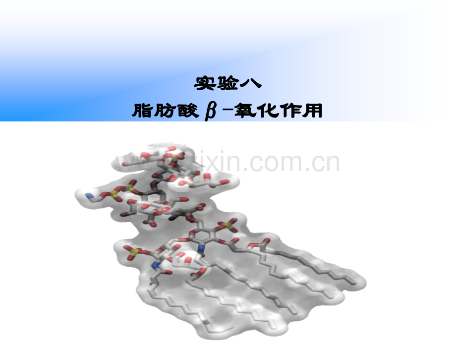 实验八脂肪酸β氧化作用.ppt_第1页