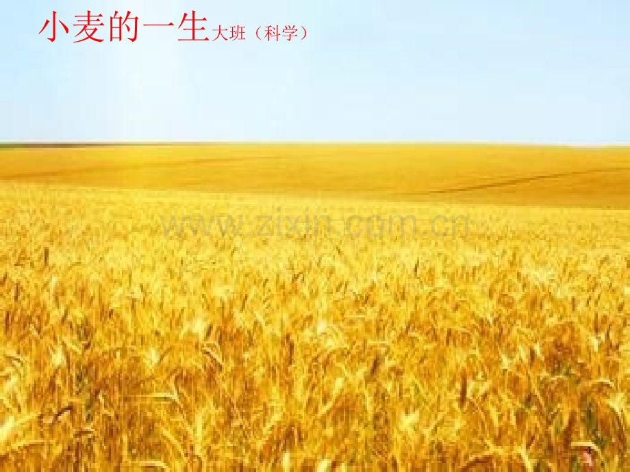 小麦的一生大班.ppt_第1页