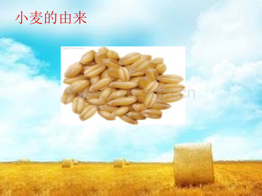 小麦的一生大班.ppt_第2页