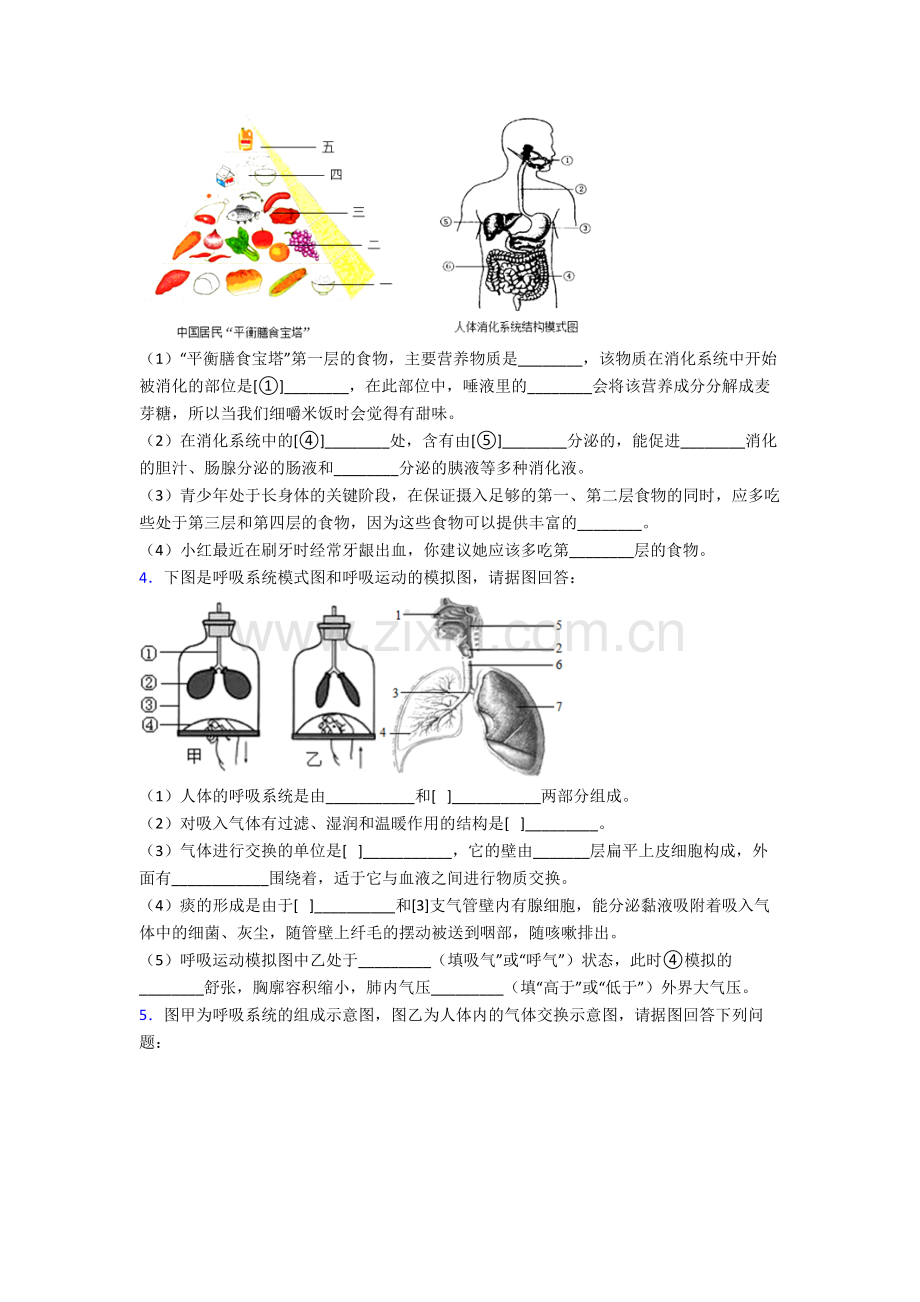 2022年人教版初一下册生物期末解答实验探究大题综合复习卷及答案.doc_第2页