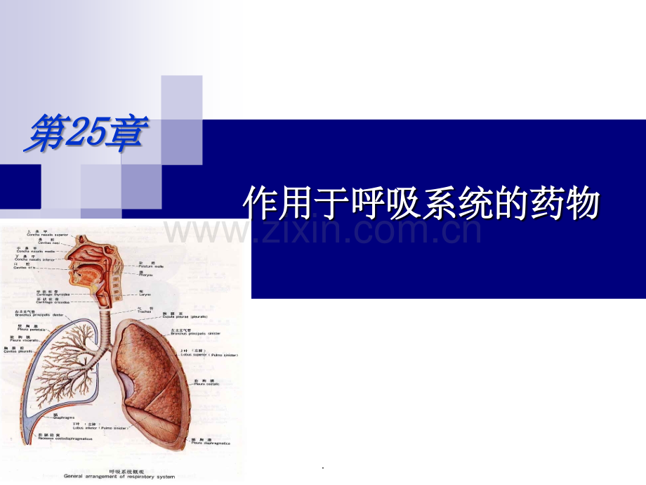 镇咳药与平喘药.ppt_第1页