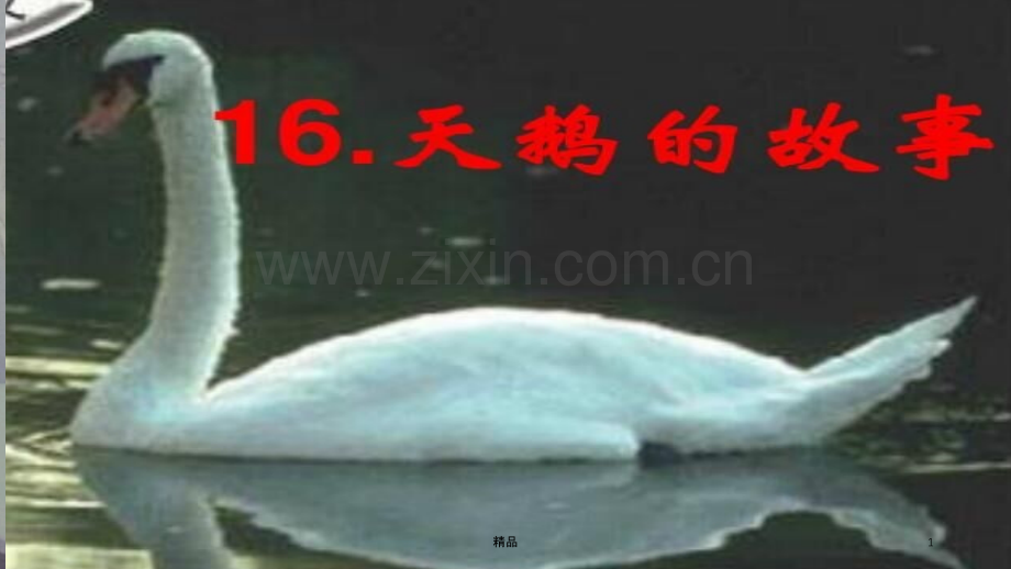 四年级下册课文天鹅.ppt_第1页