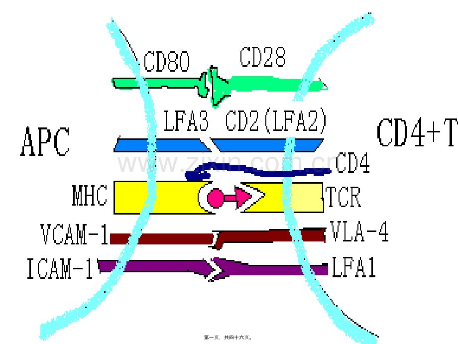 淋巴细胞的抗原受体与辅助分子1.ppt_第1页