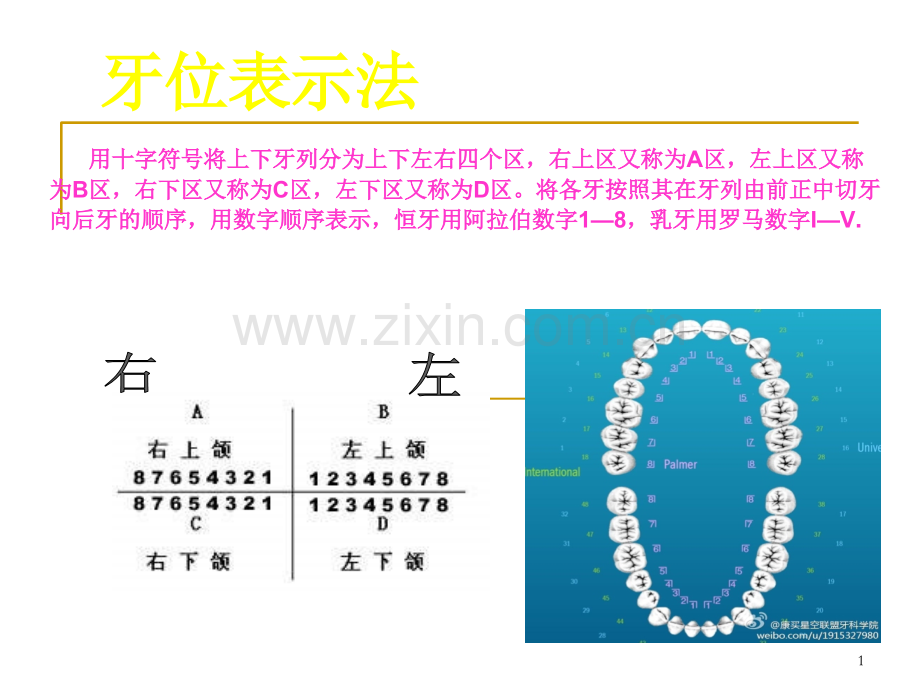 牙位表示法.ppt_第1页