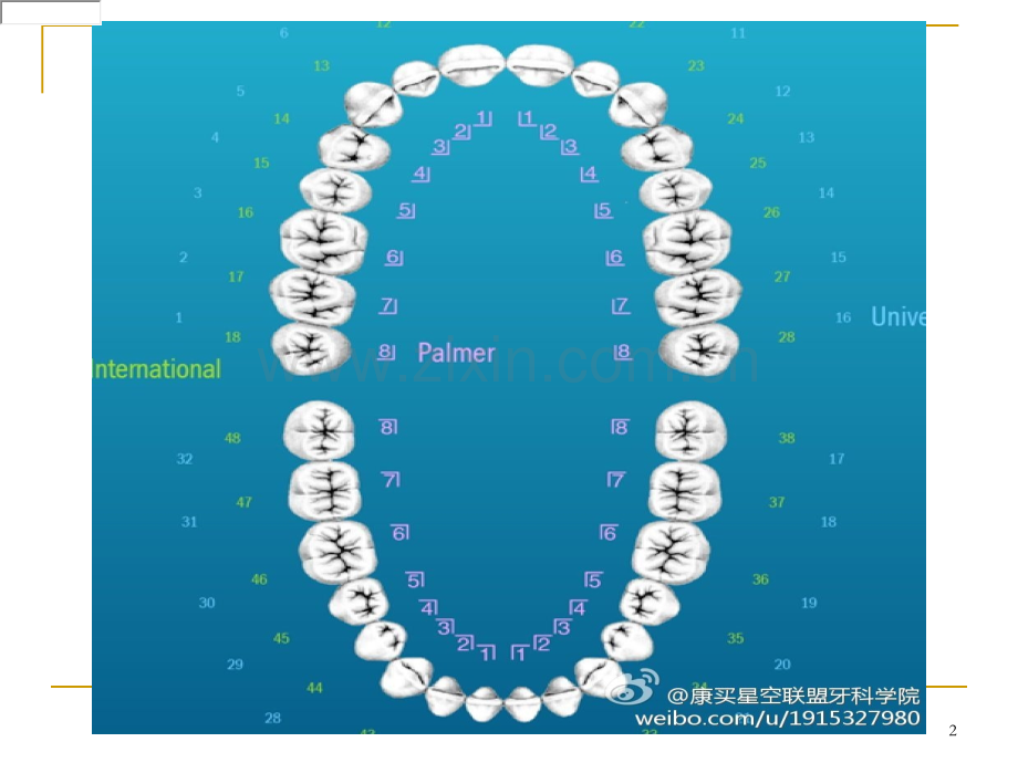 牙位表示法.ppt_第2页