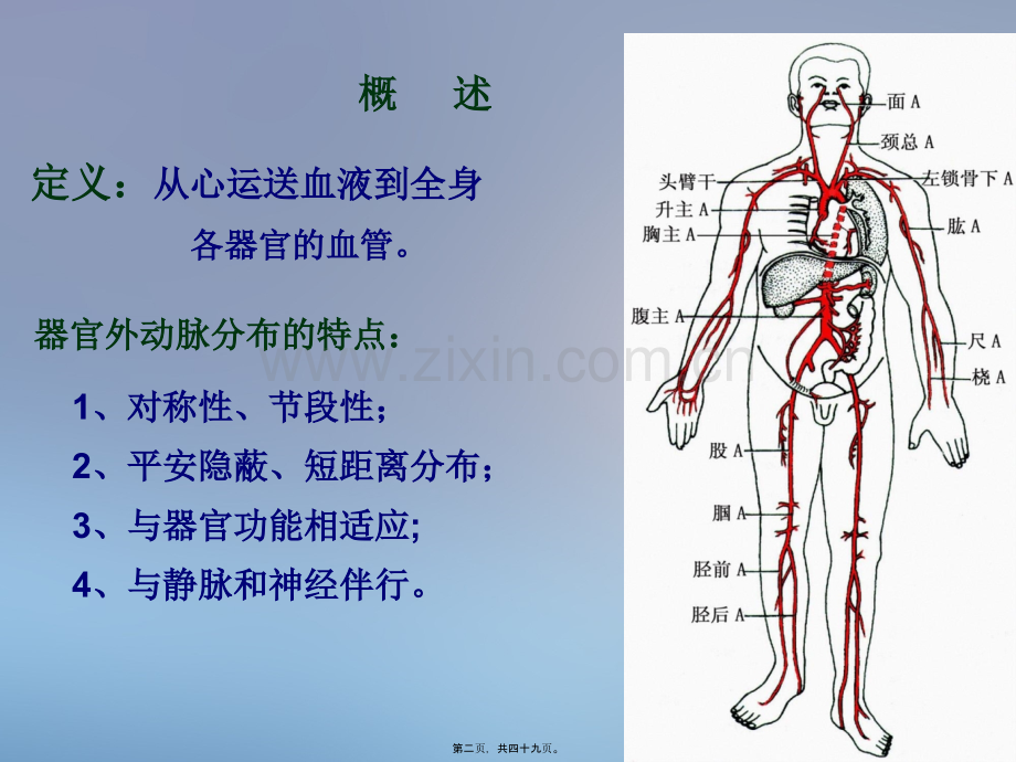 动脉202X1128.pptx_第1页