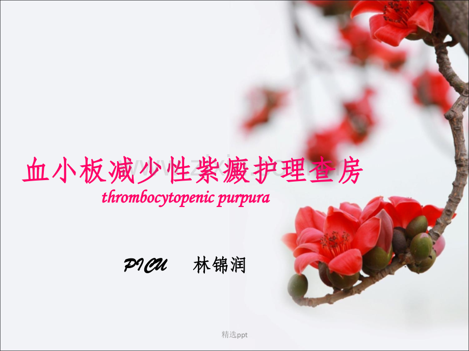 血小板减少性紫癜查房.ppt_第1页