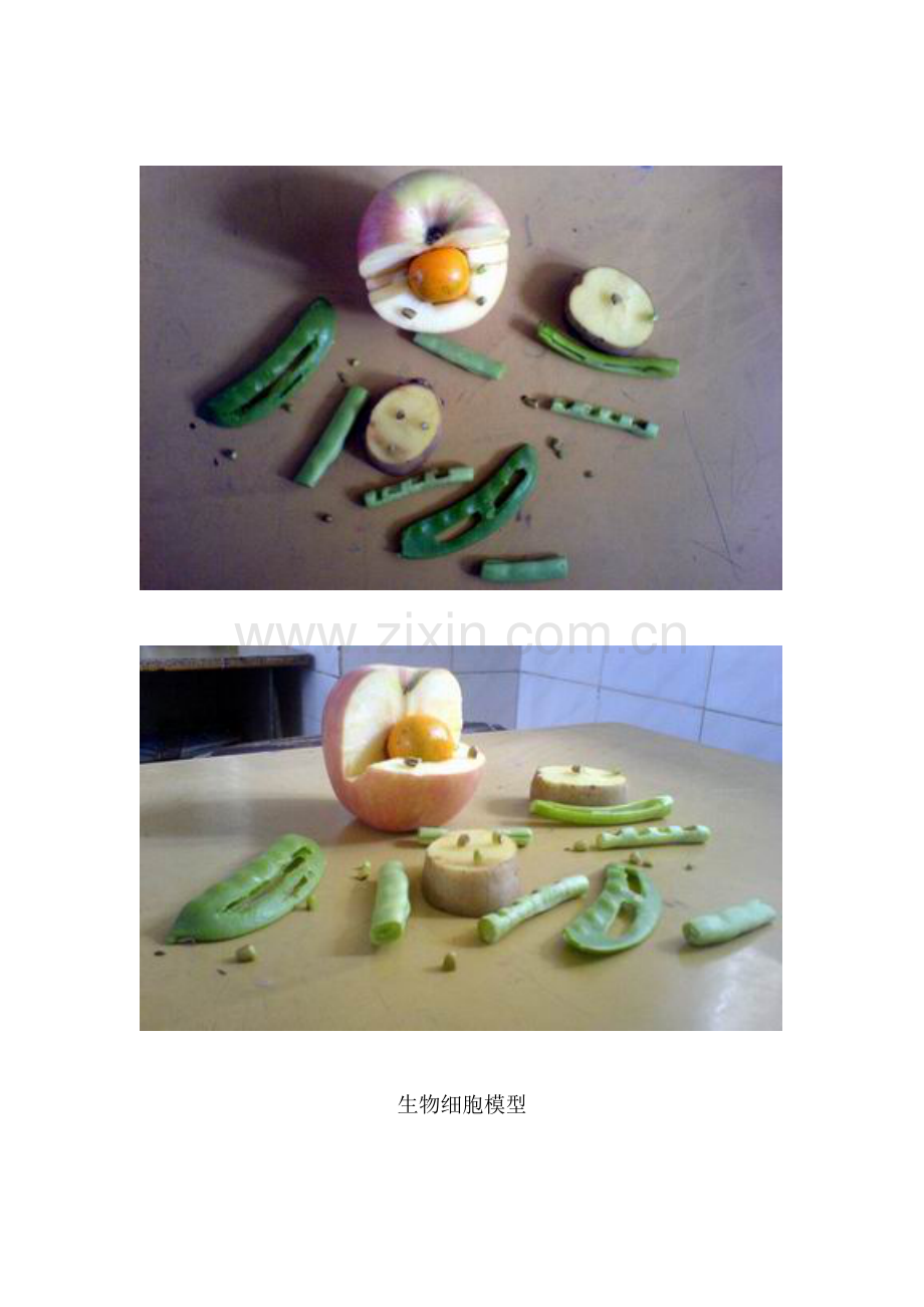 制作生物模型.doc_第2页