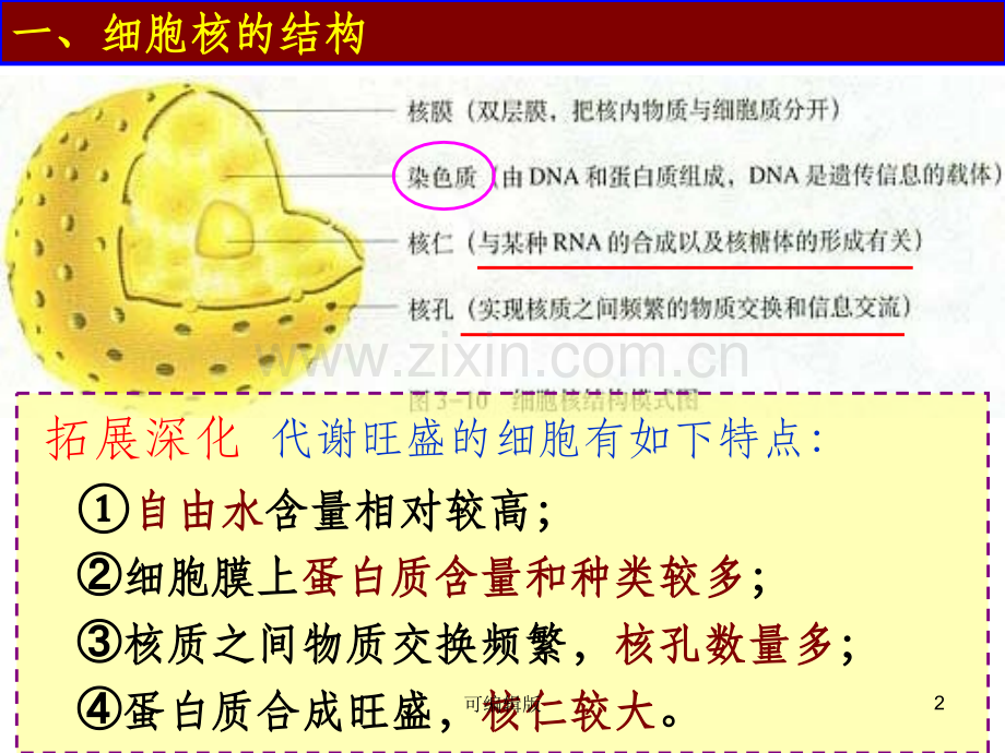 细胞核的结构和功能.ppt_第2页