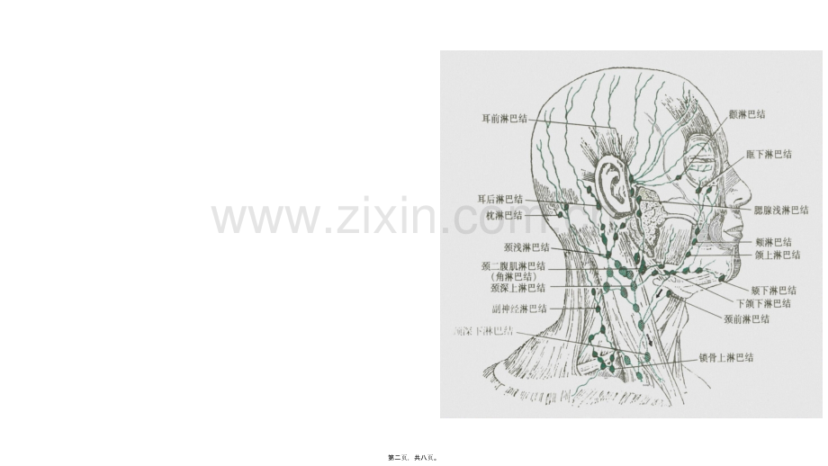 头颈部淋巴结及其回流.ppt_第1页
