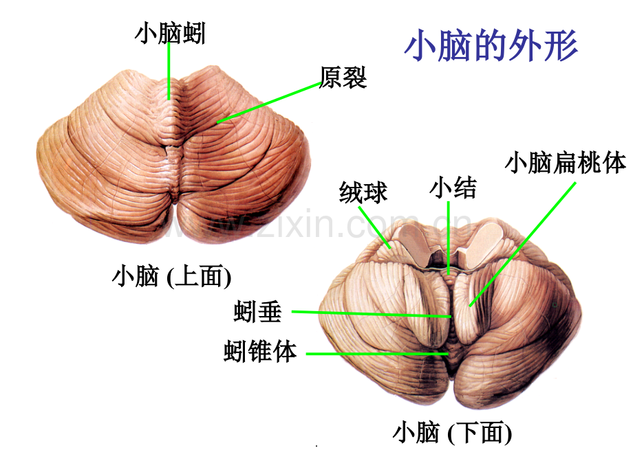 小脑和大脑的结构.ppt_第2页