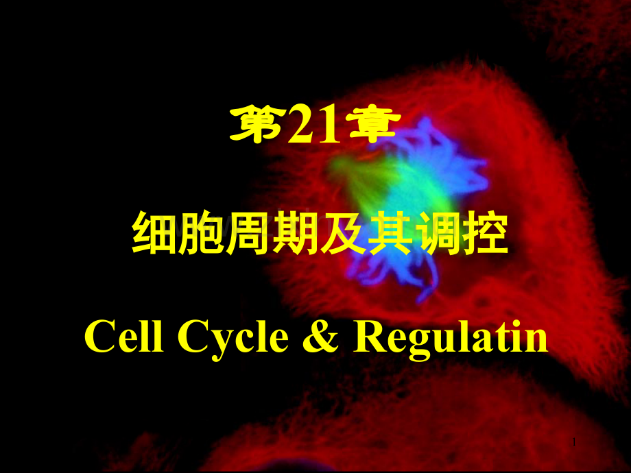 细胞周期及其调控.ppt_第1页