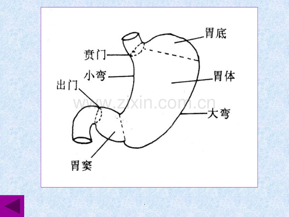 胃十二指肠溃疡.ppt_第2页