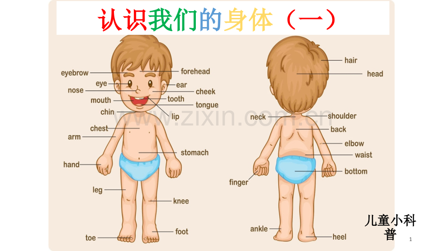 儿童科普皮肤.ppt_第1页