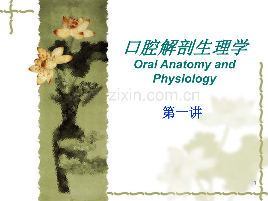 口腔生理解剖牙体解剖.ppt_第1页