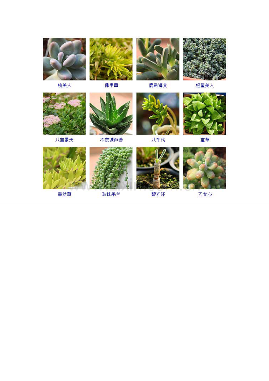 常见144种多肉植物品种名称及图鉴.docx_第2页
